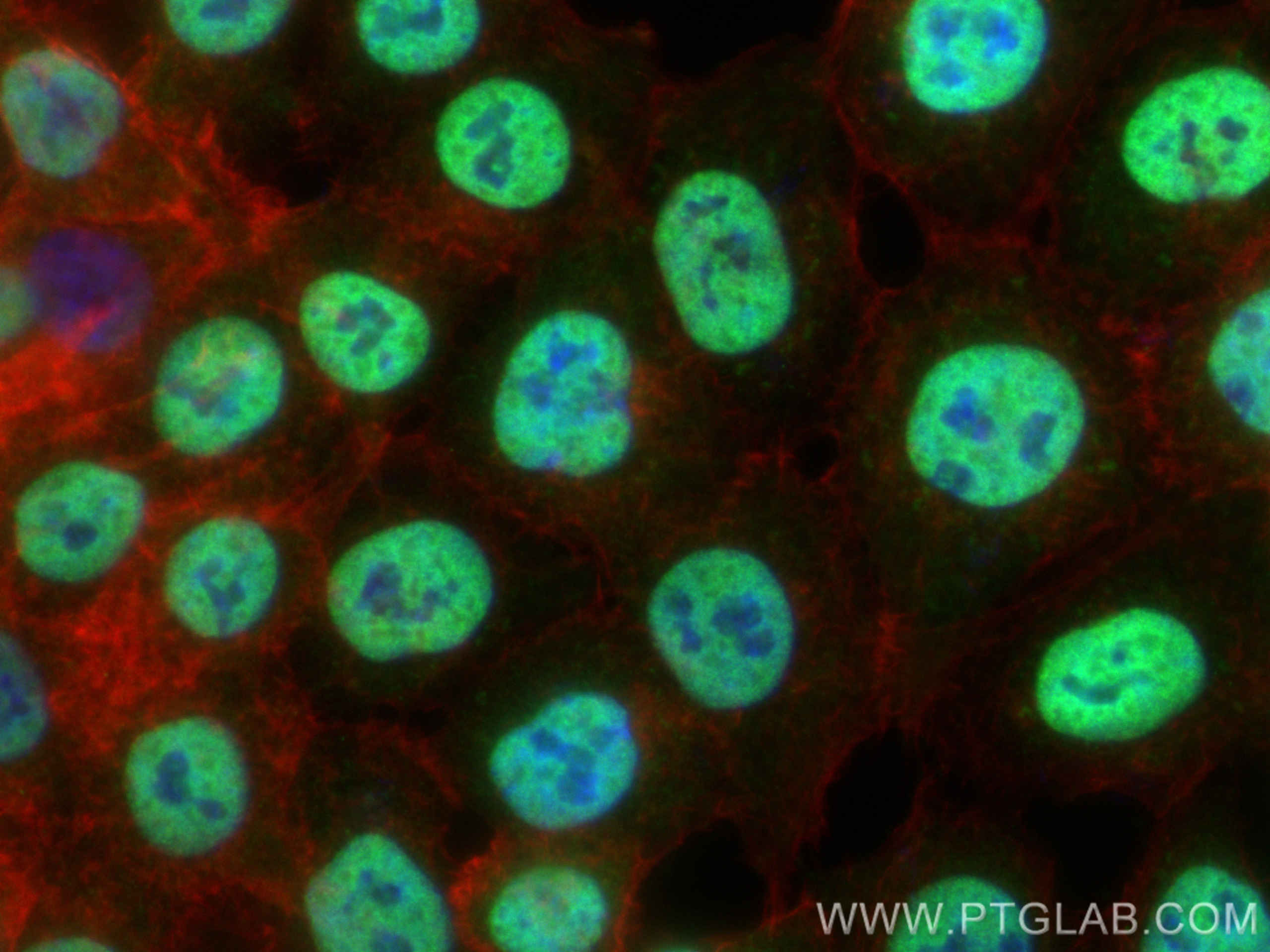 Immunofluorescence (IF) / fluorescent staining of HCT 116 cells using NuMA Polyclonal antibody (16607-1-AP)