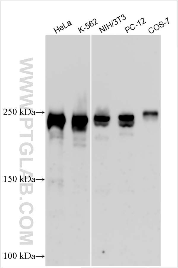 Western Blot (WB) analysis of various lysates using NuMA Polyclonal antibody (16607-1-AP)