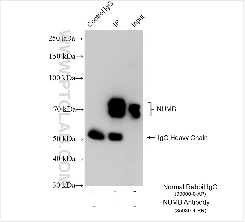 Immunoprecipitation (IP) experiment of HeLa cells using NUMB Recombinant antibody (85939-4-RR)