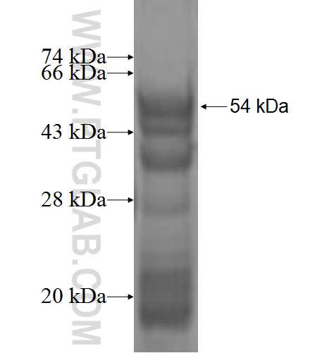 NUMB fusion protein Ag2465 SDS-PAGE
