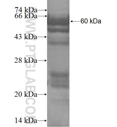 NUMBLIKE fusion protein Ag0156 SDS-PAGE