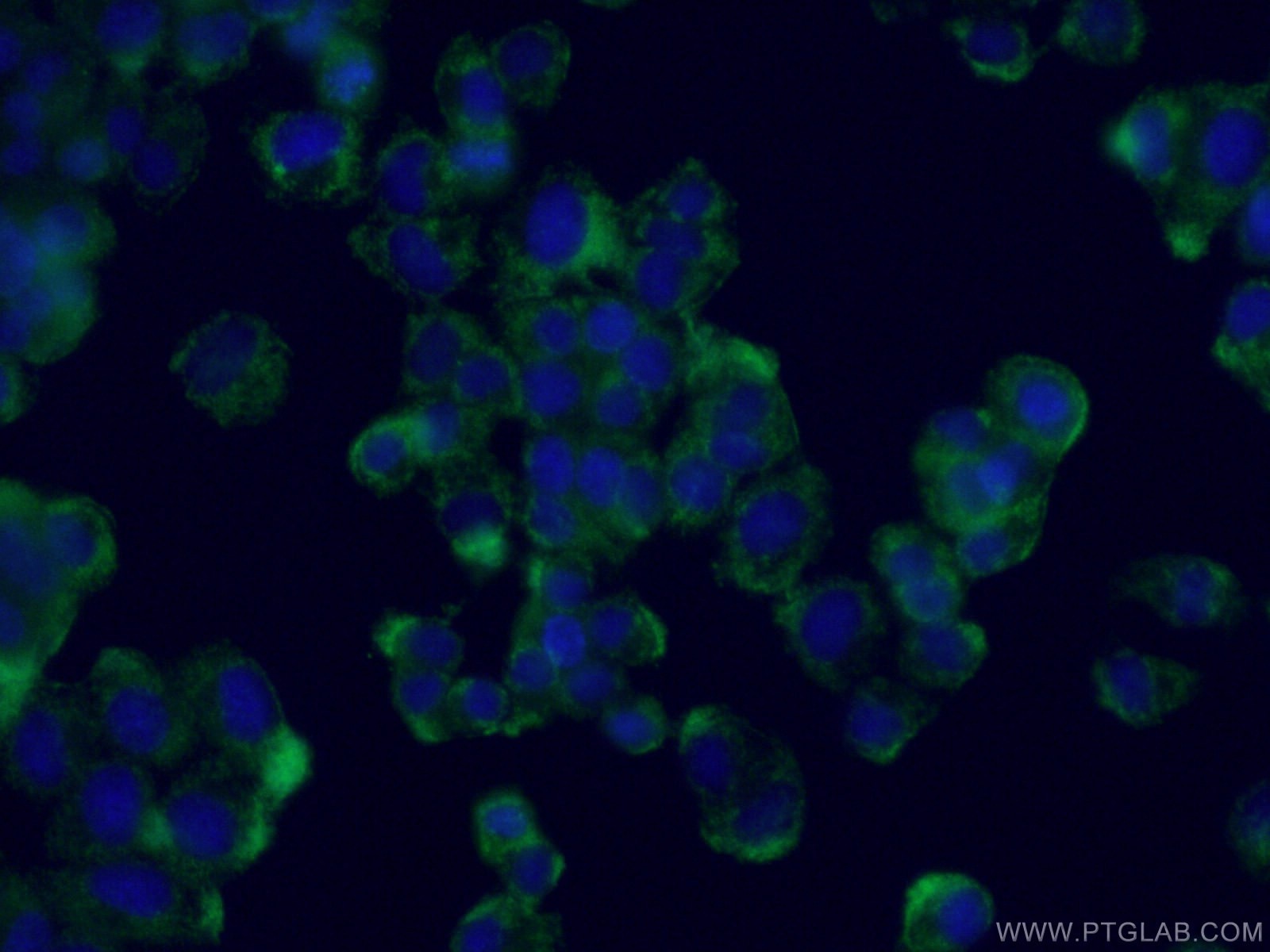 Immunofluorescence (IF) / fluorescent staining of PC-12 cells using NUMBL Monoclonal antibody (66155-1-Ig)