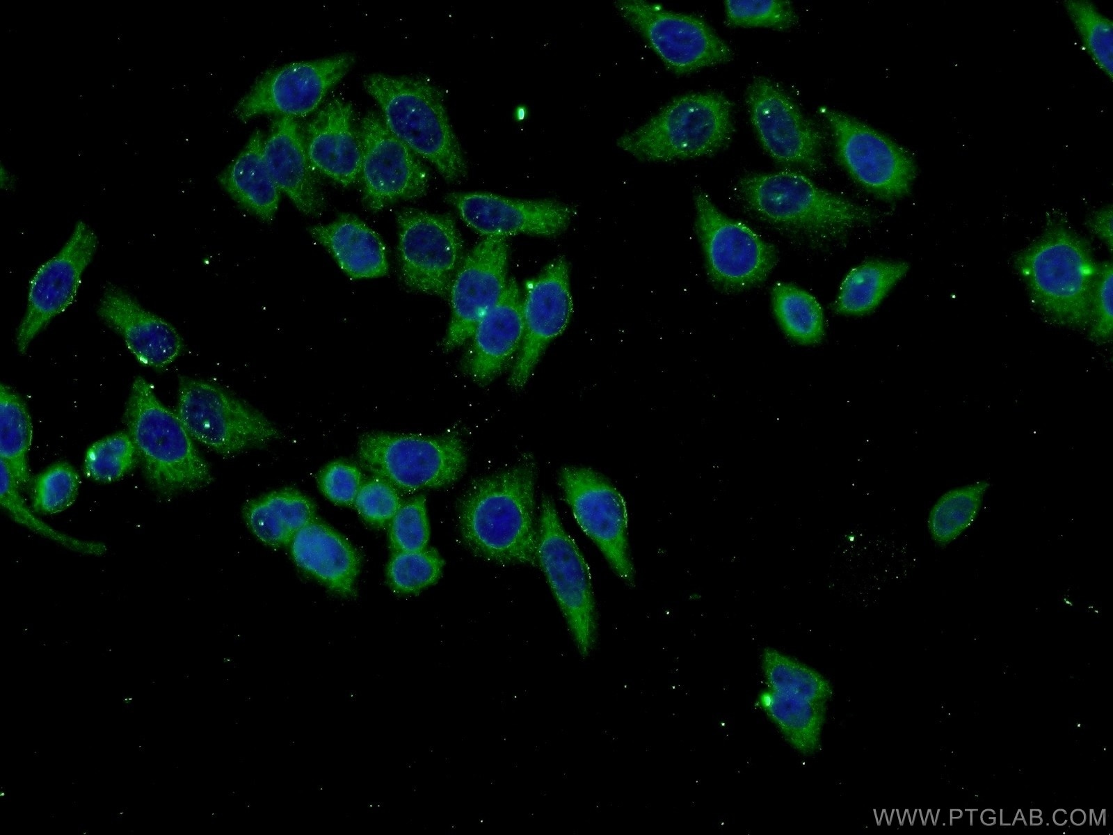 Immunofluorescence (IF) / fluorescent staining of L02 cells using NUMBL Monoclonal antibody (66155-1-Ig)
