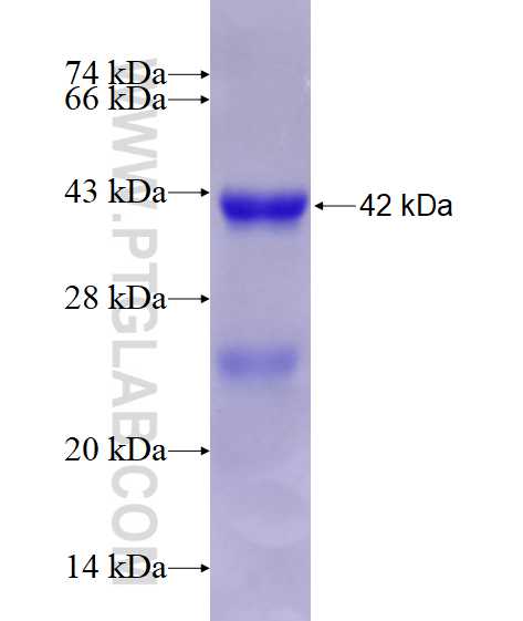 NUMBLIKE fusion protein Ag16771 SDS-PAGE