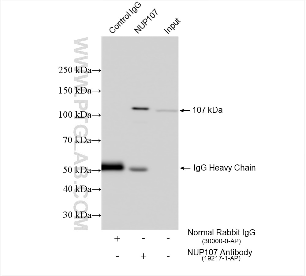 Immunoprecipitation (IP) experiment of HeLa cells using NUP107 Polyclonal antibody (19217-1-AP)