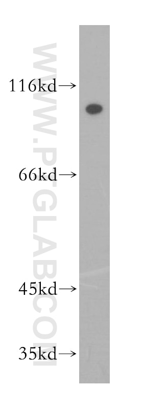 Western Blot (WB) analysis of mouse testis tissue using NUP107 Polyclonal antibody (19217-1-AP)