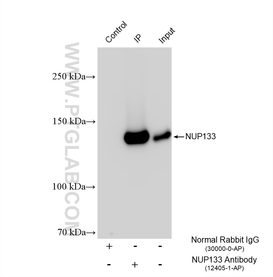 IP experiment of HeLa using 12405-1-AP Immunoprecipitation (IP) experiment of HeLa cells using NUP133 Polyclonal antibody (12405-1-AP)
