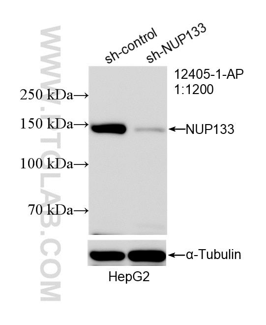 Western Blot (WB) analysis of HepG2 cells using NUP133 Polyclonal antibody (12405-1-AP)
