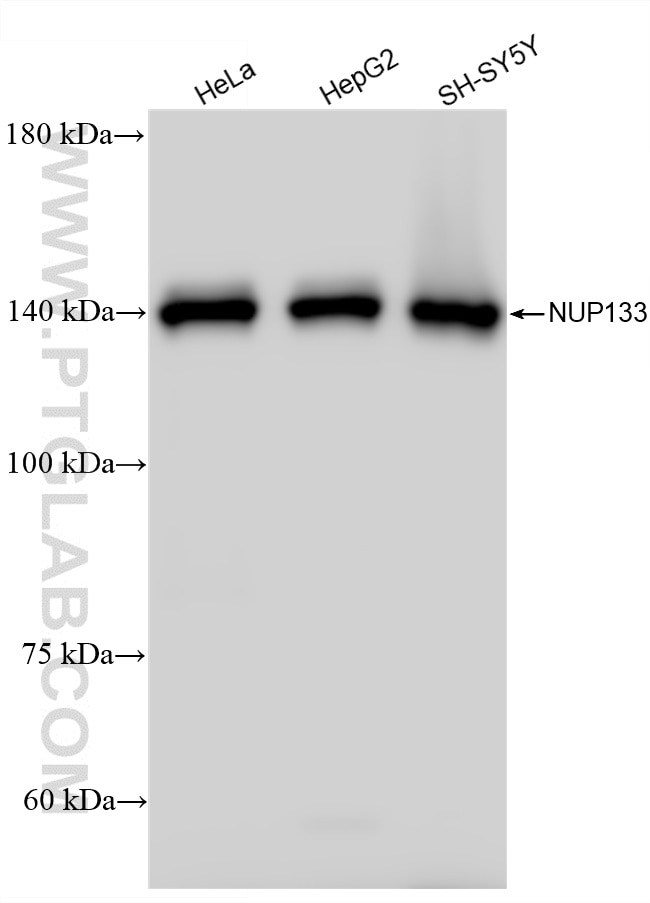 Western Blot (WB) analysis of various lysates using NUP133 Polyclonal antibody (12405-1-AP)