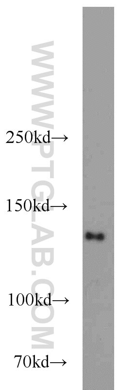 Western Blot (WB) analysis of HepG2 cells using NUP133 Polyclonal antibody (12405-1-AP)