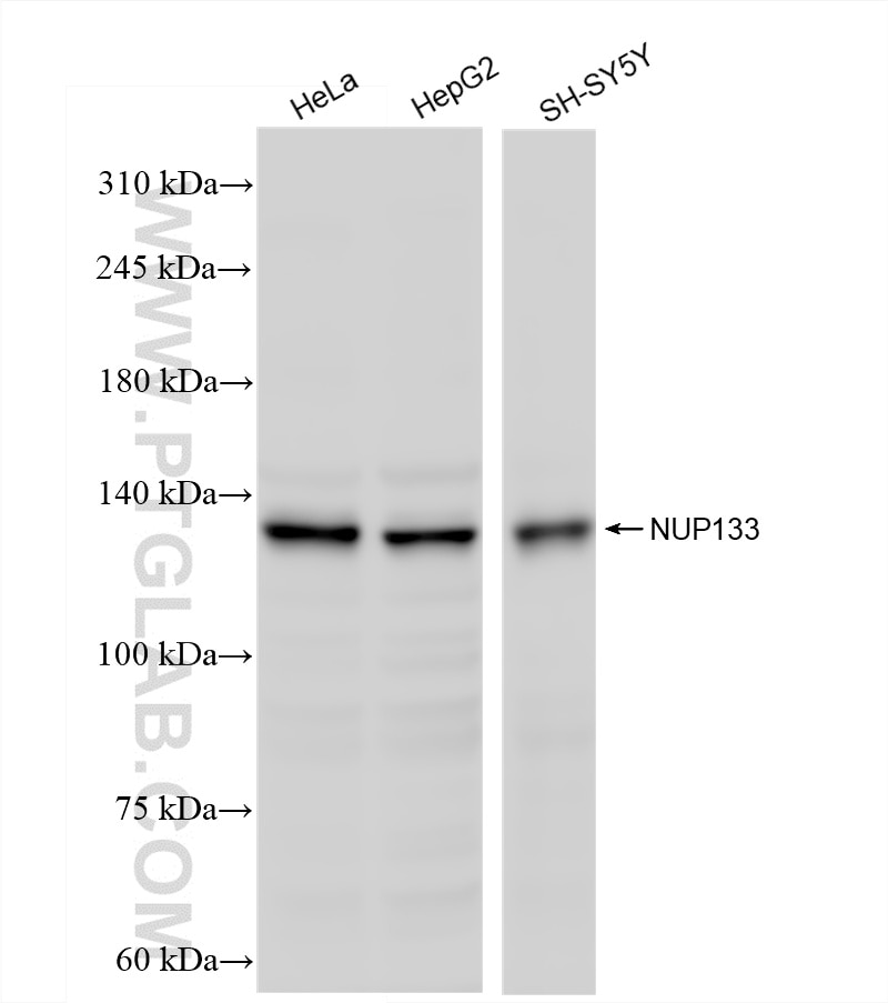 Western Blot (WB) analysis of various lysates using NUP133 Recombinant antibody (85609-1-RR)