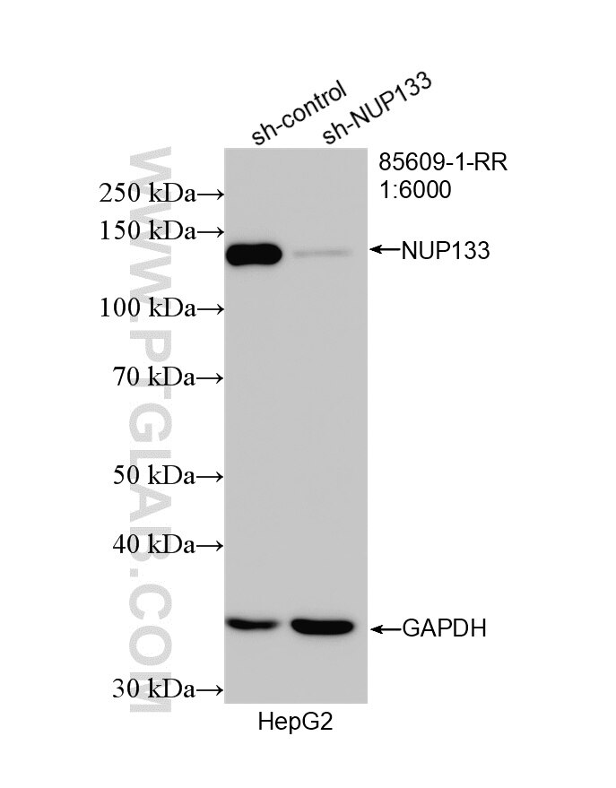 Western Blot (WB) analysis of HepG2 cells using NUP133 Recombinant monoclonal antibody (85609-1-RR)