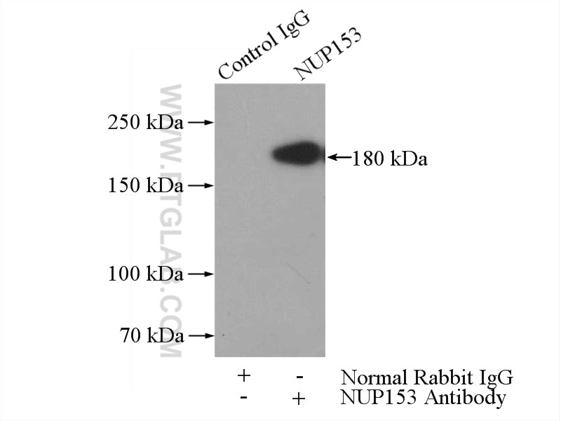 Immunoprecipitation (IP) experiment of K-562 cells using NUP153 Polyclonal antibody (14189-1-AP)