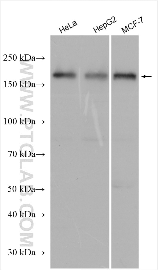 Western Blot (WB) analysis of various lysates using NUP153 Polyclonal antibody (14189-1-AP)