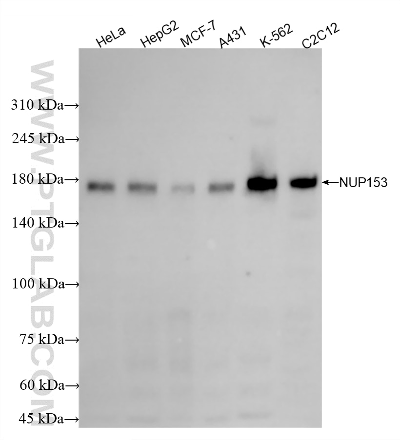 Western Blot (WB) analysis of various lysates using NUP153 Recombinant antibody (86622-1-RR)