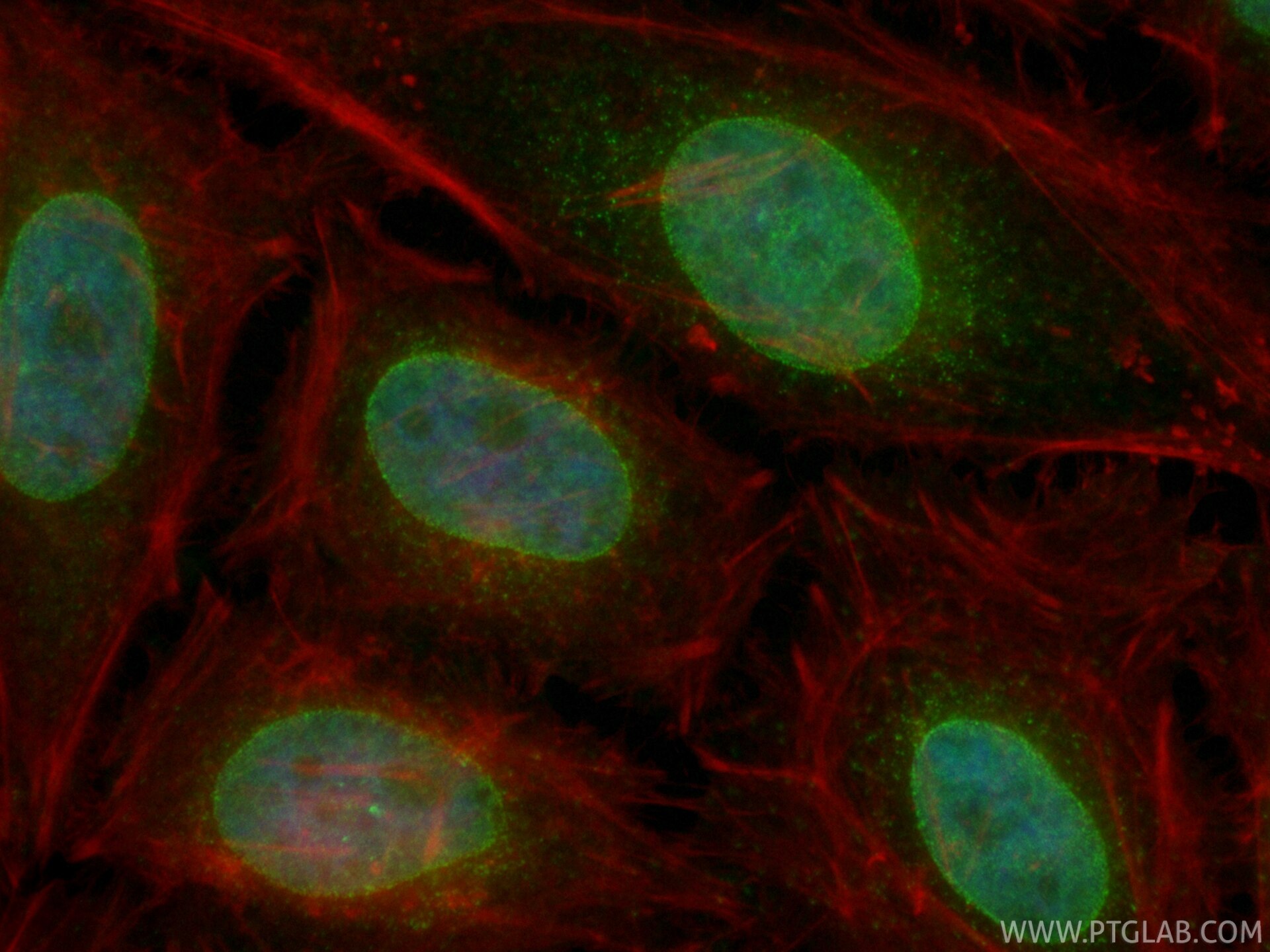 IF Staining of HeLa using CL488-86622 Immunofluorescence (IF) / fluorescent staining of HeLa cells using CoraLite® Plus 488-conjugated NUP153 Recombinant m (CL488-86622)