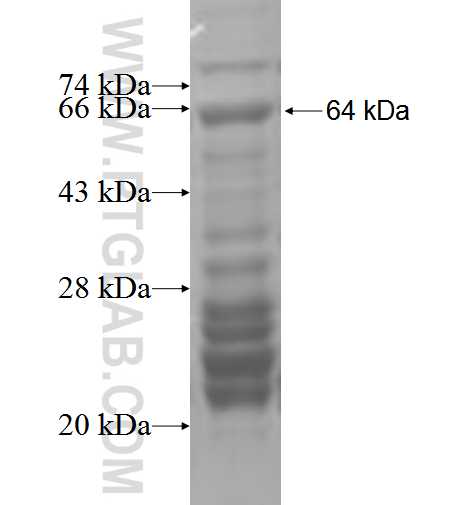 NUP153 fusion protein Ag5519 SDS-PAGE