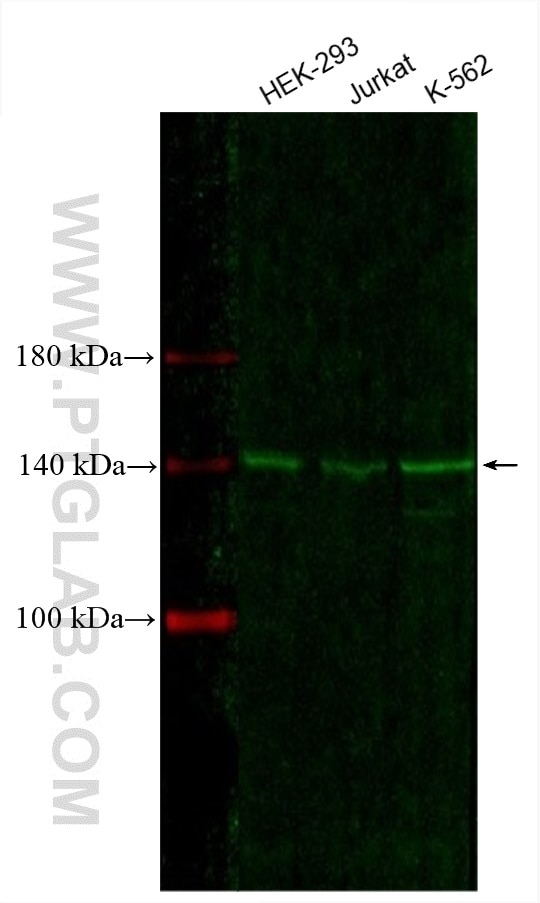 Western Blot (WB) analysis of various lysates using CoraLite® Plus 488-conjugated NUP155 Monoclonal an (CL488-66359)