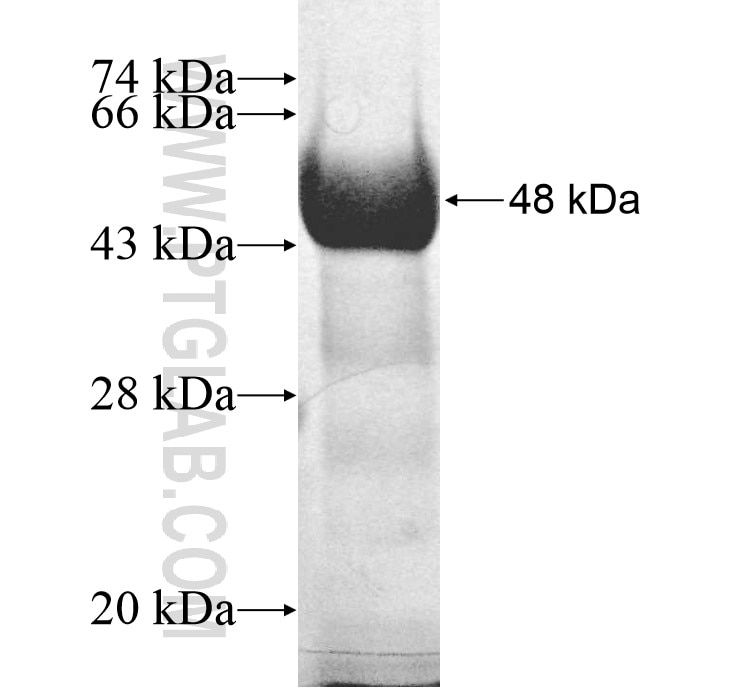 NUP155 fusion protein Ag12523 SDS-PAGE
