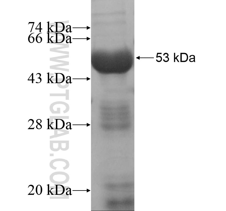 NUP155 fusion protein Ag13323 SDS-PAGE