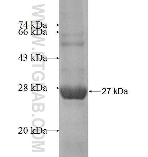 NUP160 fusion protein Ag9100 SDS-PAGE