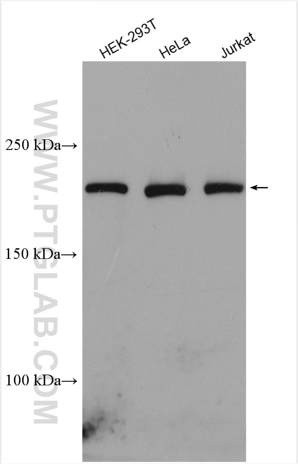 Western Blot (WB) analysis of various lysates using NUP205 Polyclonal antibody (24439-1-AP)