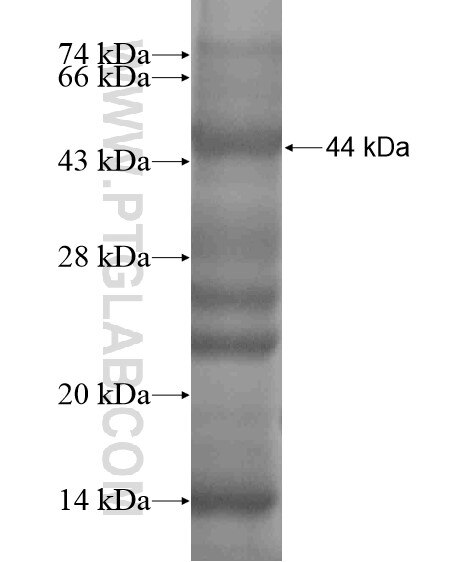 NUP205 fusion protein Ag19832 SDS-PAGE