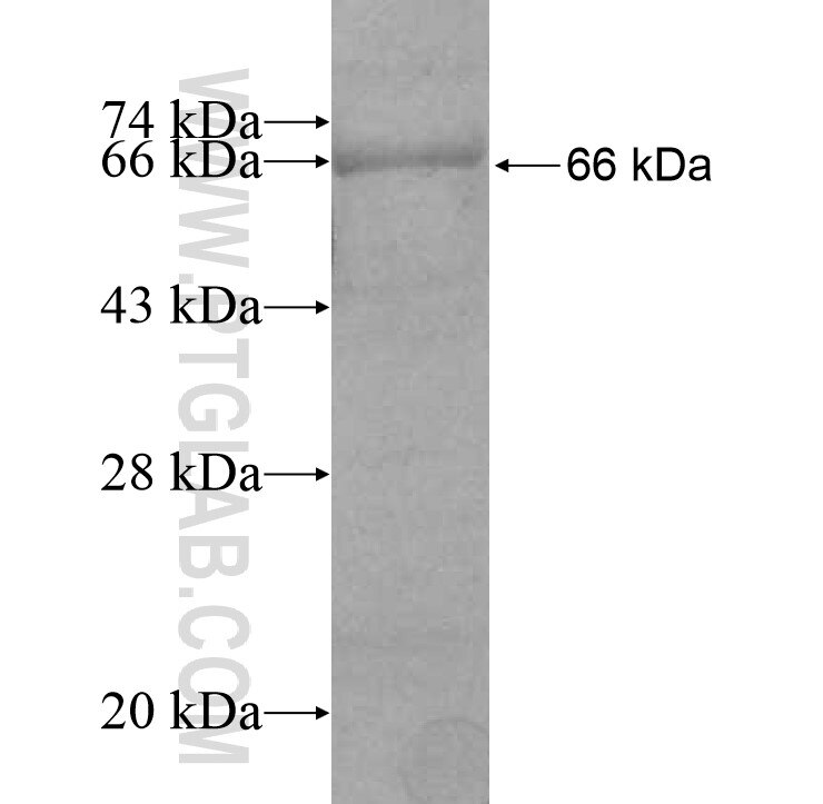 NUP210 fusion protein Ag10533 SDS-PAGE