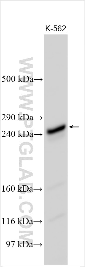 Western Blot (WB) analysis of various lysates using NUP214 Polyclonal antibody (24113-1-AP)