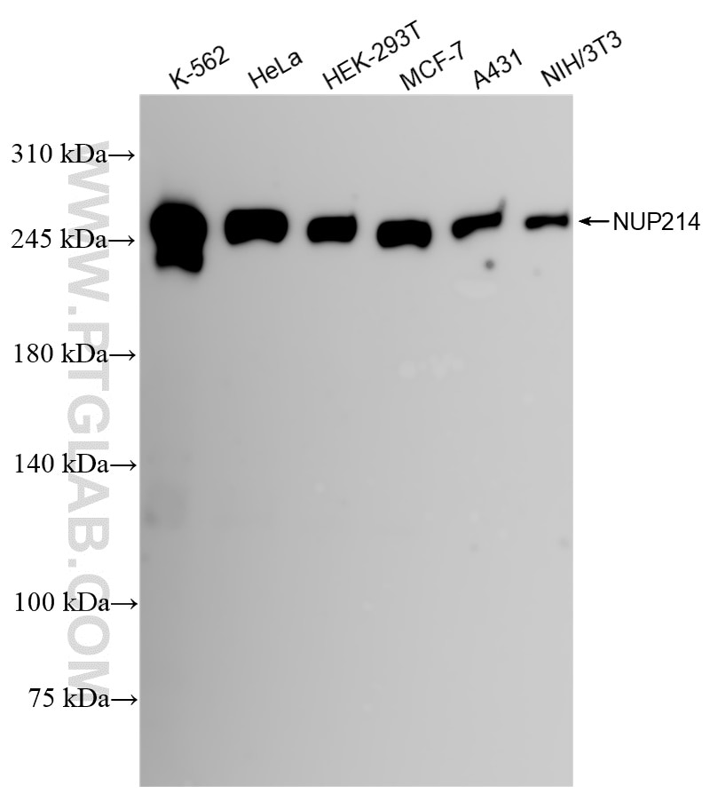 Western Blot (WB) analysis of various lysates using NUP214 Recombinant antibody (85161-4-RR)