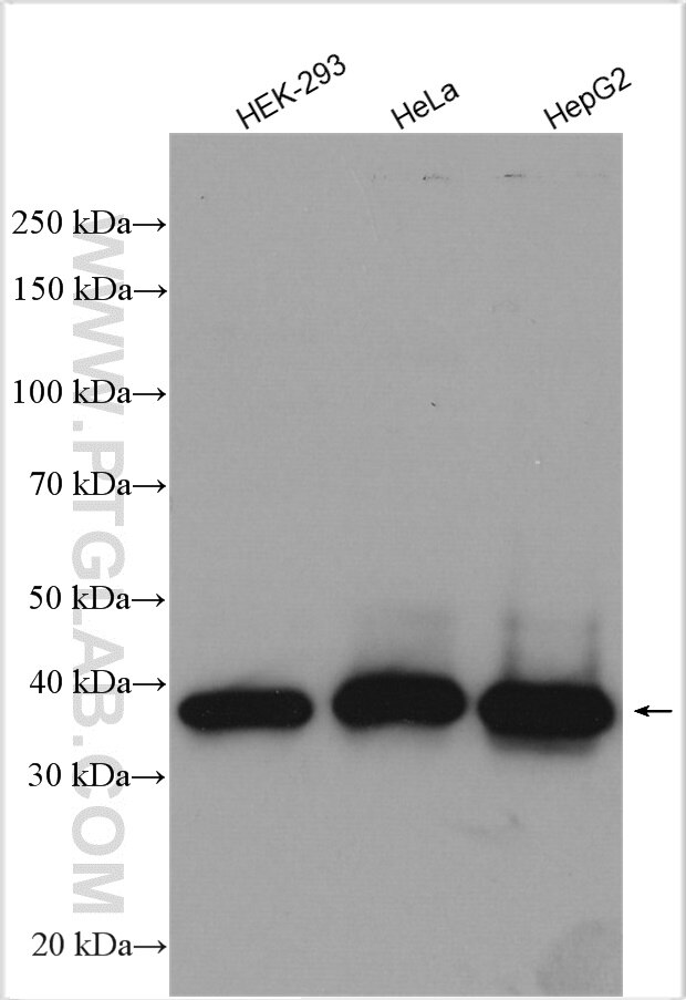 Western Blot (WB) analysis of various lysates using NUP53 Polyclonal antibody (19819-1-AP)