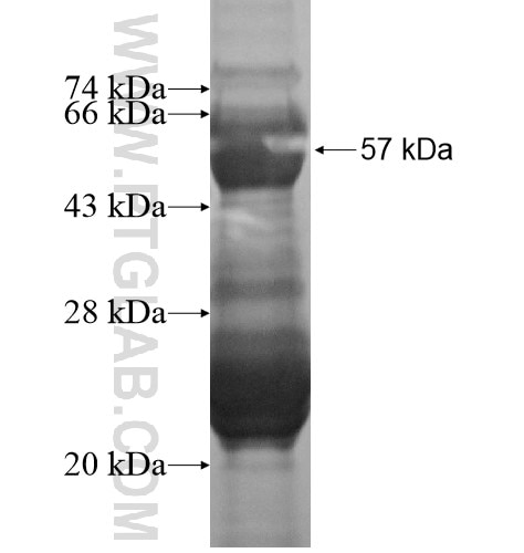 NUP35 fusion protein Ag13869 SDS-PAGE