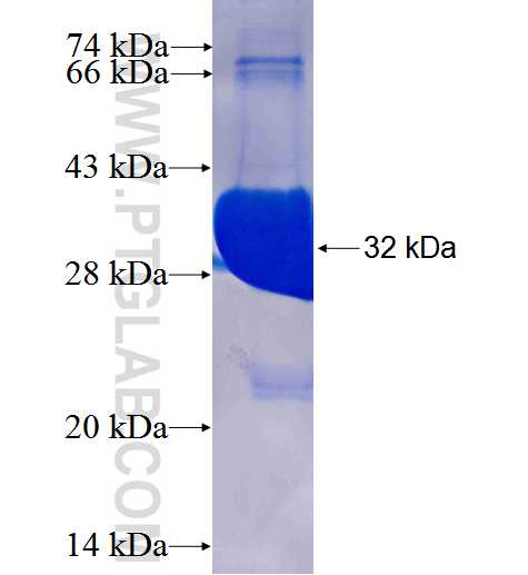 NUP37 fusion protein Ag25497 SDS-PAGE