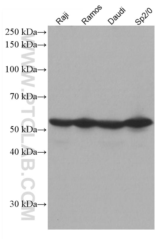 Western Blot (WB) analysis of various lysates using NUP50 Monoclonal antibody (67001-1-Ig)