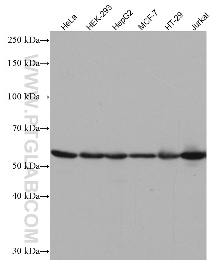 Western Blot (WB) analysis of various lysates using NUP50 Monoclonal antibody (67001-1-Ig)