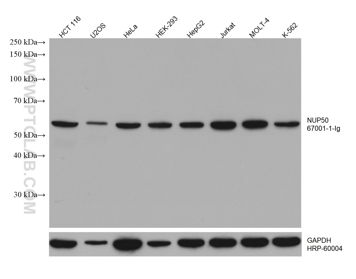 Western Blot (WB) analysis of various lysates using NUP50 Monoclonal antibody (67001-1-Ig)