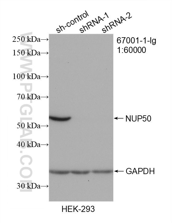 Western Blot (WB) analysis of HEK-293 cells using NUP50 Monoclonal antibody (67001-1-Ig)