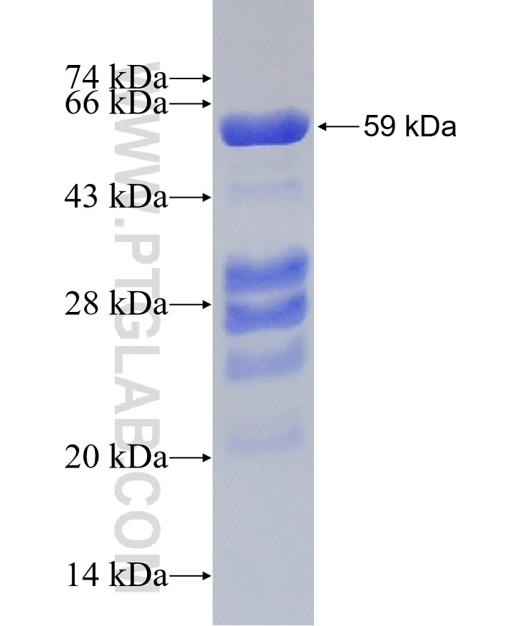 NUP50 fusion protein Ag14710 SDS-PAGE
