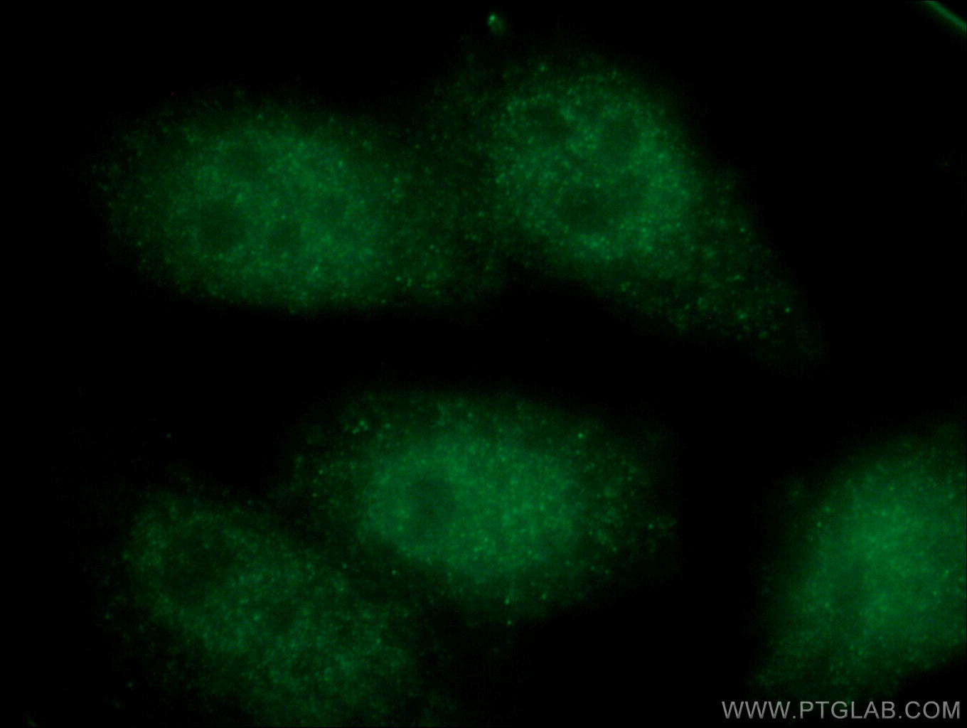 Immunofluorescence (IF) / fluorescent staining of HepG2 cells using NUP54 Polyclonal antibody (16232-1-AP)
