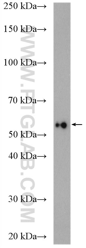 Western Blot (WB) analysis of mouse heart tissue using NUP54 Polyclonal antibody (16232-1-AP)