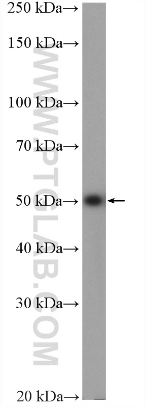 Western Blot (WB) analysis of mouse liver tissue using NUP54 Polyclonal antibody (16232-1-AP)