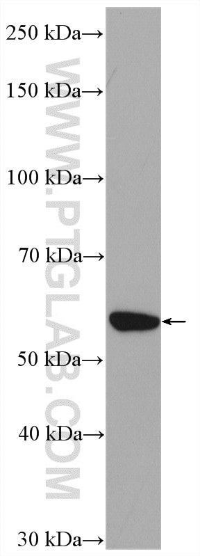 Western Blot (WB) analysis of HeLa cells using NUP54 Polyclonal antibody (16232-1-AP)