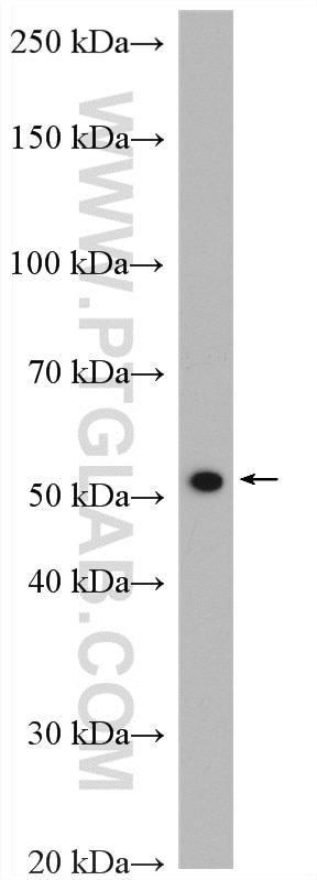 Western Blot (WB) analysis of A549 cells using NUP54 Polyclonal antibody (16232-1-AP)