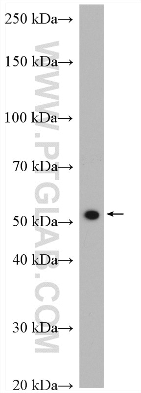 WB analysis of A549 using 16232-1-AP