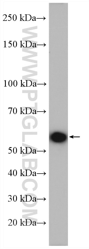 Western Blot (WB) analysis of HepG2 cells using NUP54 Polyclonal antibody (16232-1-AP)