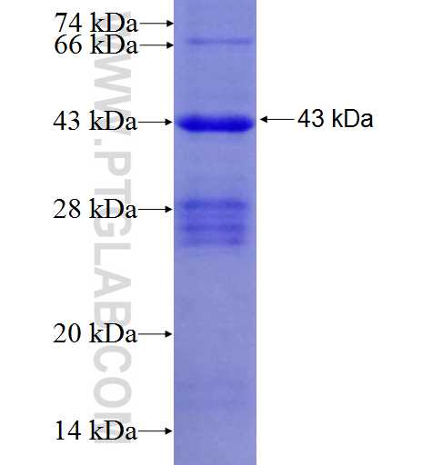 NUP54 fusion protein Ag8882 SDS-PAGE