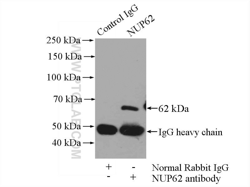 IP experiment of NIH/3T3 using 13916-1-AP