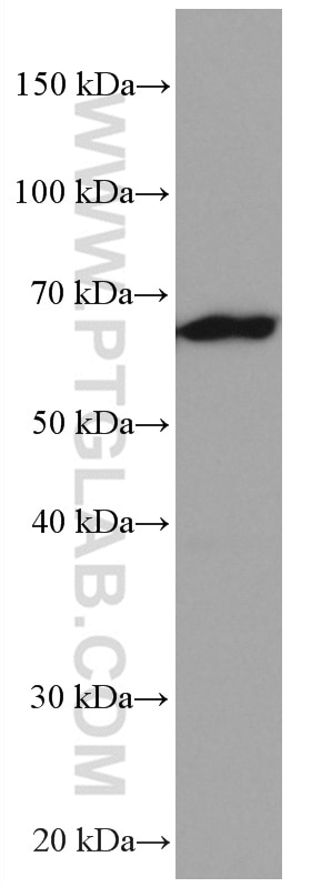 Western Blot (WB) analysis of RAW 264.7 cells using NUP62 Monoclonal antibody (66573-1-Ig)