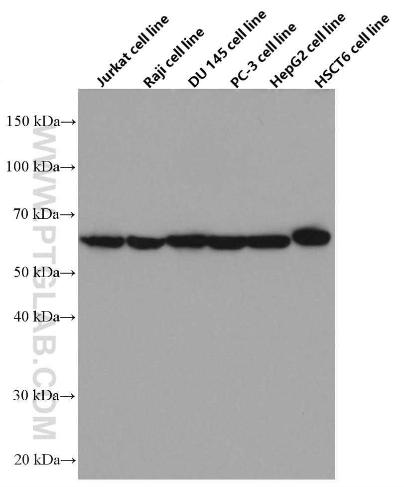 Western Blot (WB) analysis of various lysates using NUP62 Monoclonal antibody (66573-1-Ig)