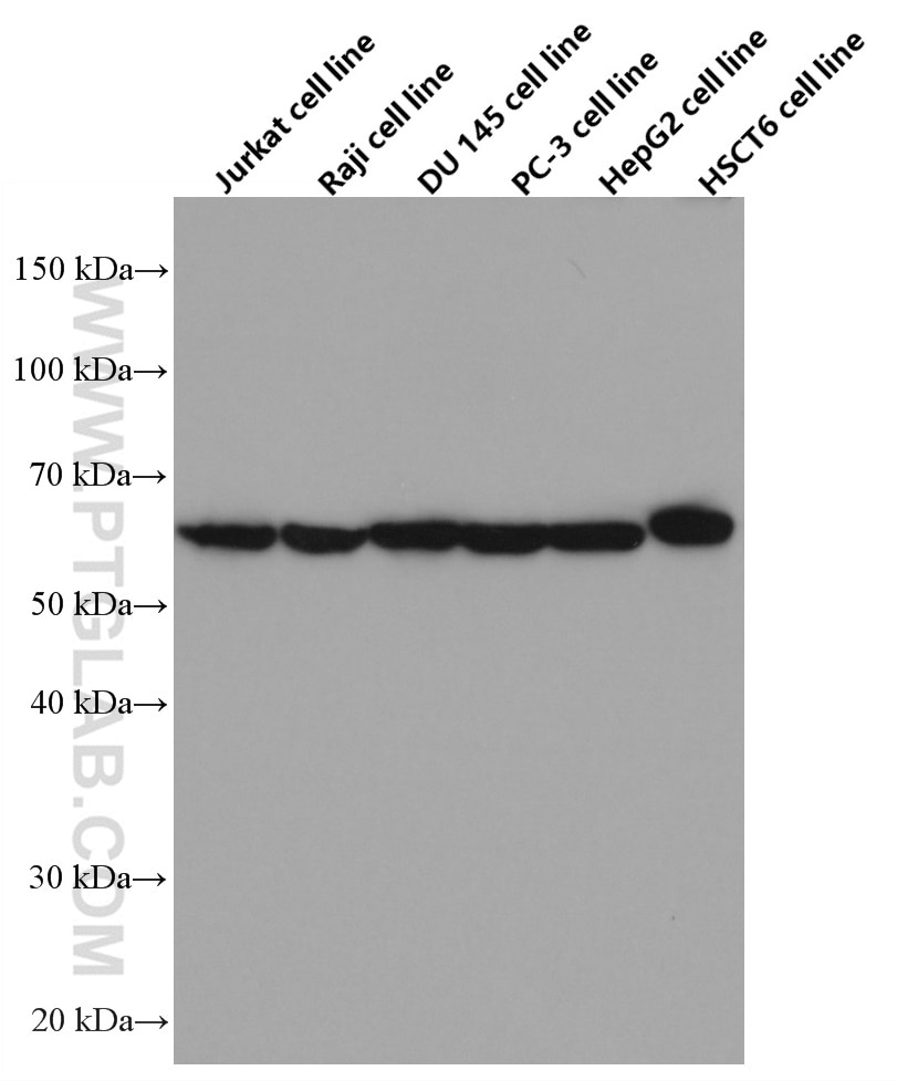 WB analysis using 66573-1-Ig